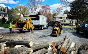 Best Tree Disease Treatment  in Benavides, TX