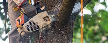 Professional Tree Services in Benavides, TX