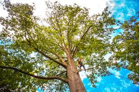 Best Tree Risk Assessment  in Benavides, TX