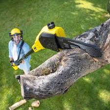 Best Tree Removal  in Benavides, TX