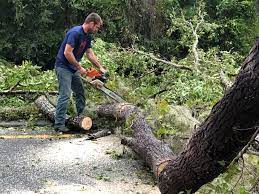  Benavides, TX Tree Services Pros