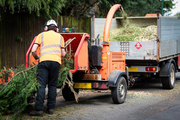 Best Emergency Tree Removal  in Benavides, TX