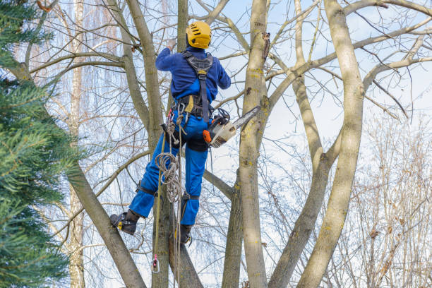 Best Arborist Consultation Services  in Benavides, TX