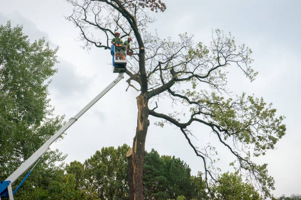 Best Palm Tree Trimming  in Benavides, TX