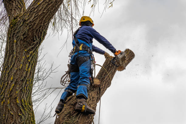 Best Stump Grinding and Removal  in Benavides, TX