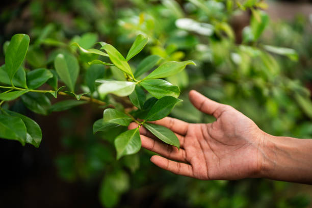 Best Tree Preservation Services  in Benavides, TX