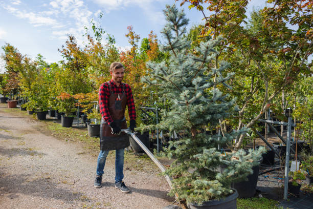 Best Tree Maintenance Programs  in Benavides, TX