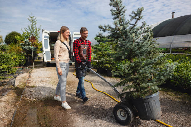 Best Lawn Maintenance Plans  in Benavides, TX