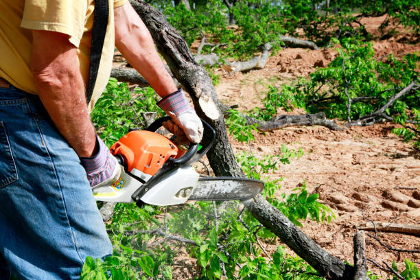 Best Lawn Drainage Solutions  in Benavides, TX